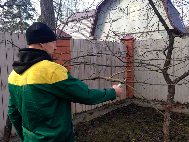 גיזום עצי תפוחים בסתיו