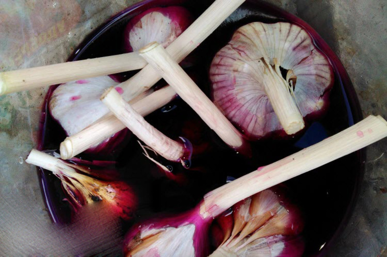 Засаждане на чесън през зимата