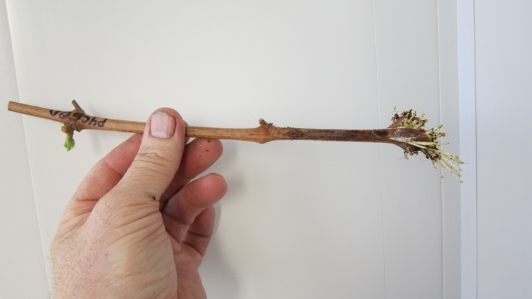 Vynuogių auginių paruošimas saugojimui žiemai