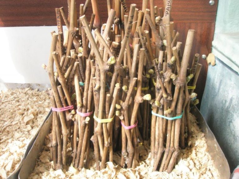 Vynuogių auginių laikymas žiemą