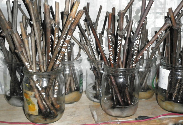 Vynuogių auginių laikymas rūsyje žiemą