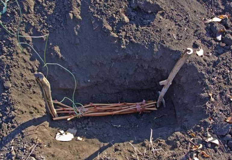 Vynuogių auginių paruošimas laikyti žemėje žiemą