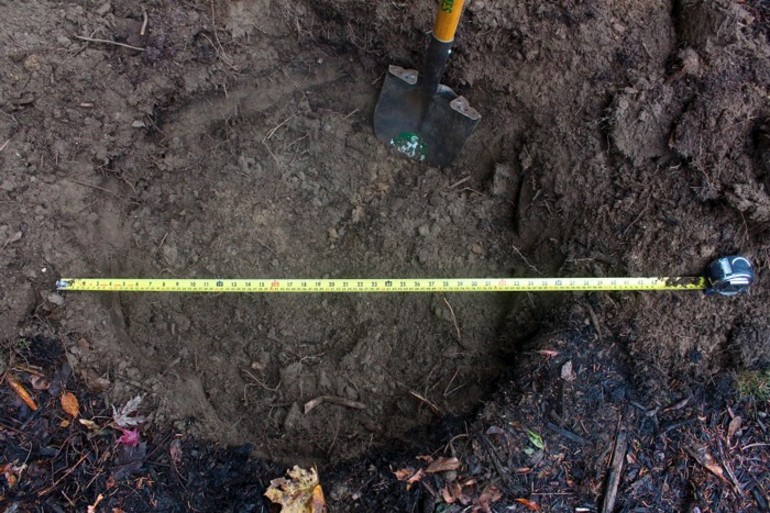 נטיעת עץ תפוחים סתיו