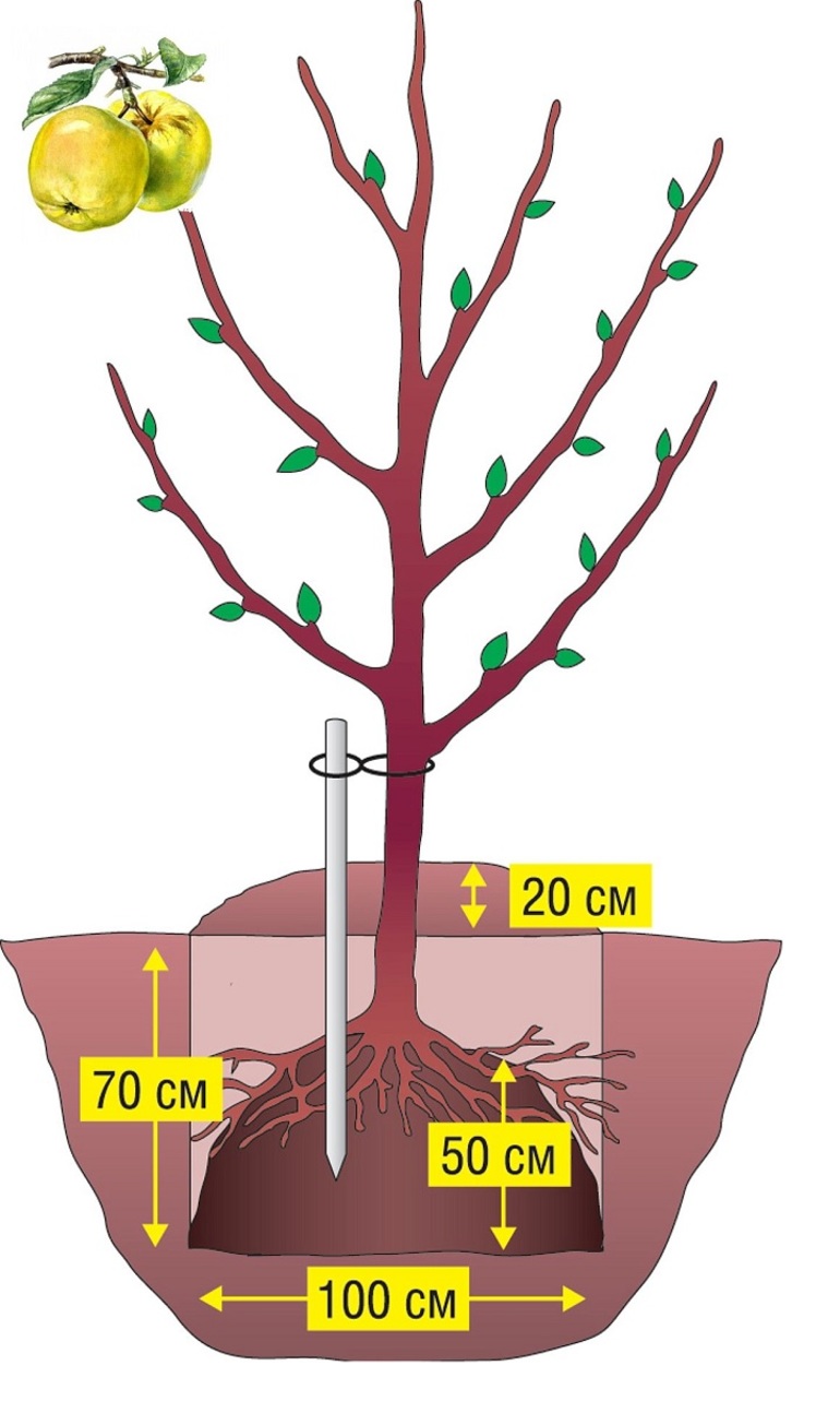 החסרונות של נטיעת סתיו של עצי תפוחים
