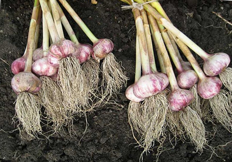 הזמן הנכון לקצור