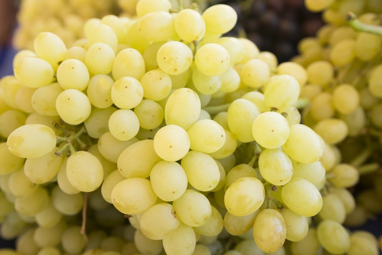 Grape variety