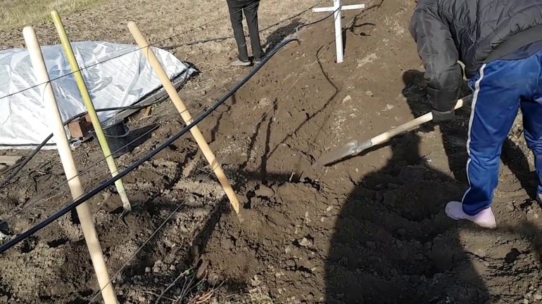 Cover the grapes with soil