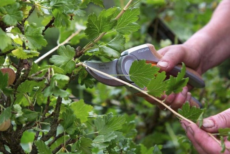 Грижа за касис през есента