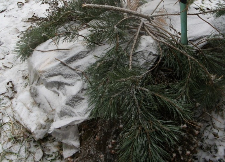 Покрийте касиса за зимата