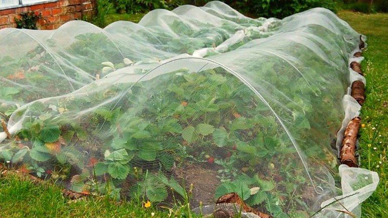 Ползите от подслон