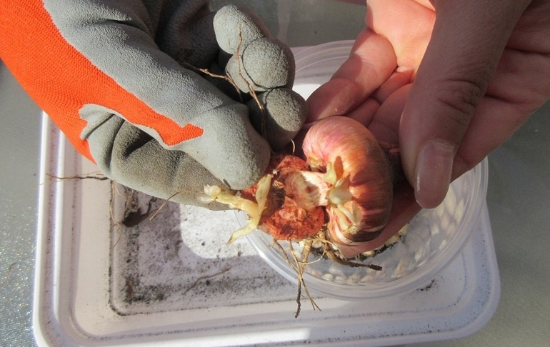 Защита на луковиците на гладиолите от вредители