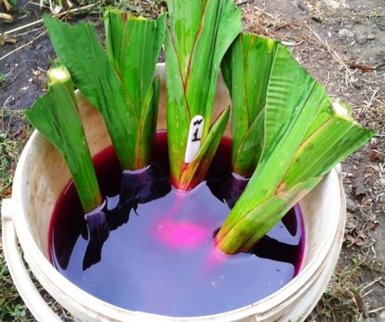 Лечение на тумор на гладиолус