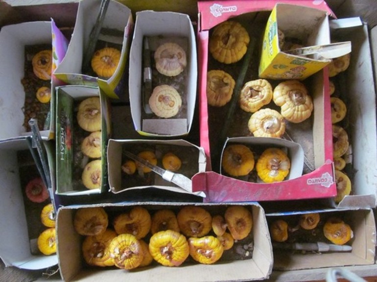 Съхранение на гладиолите през зимата у дома