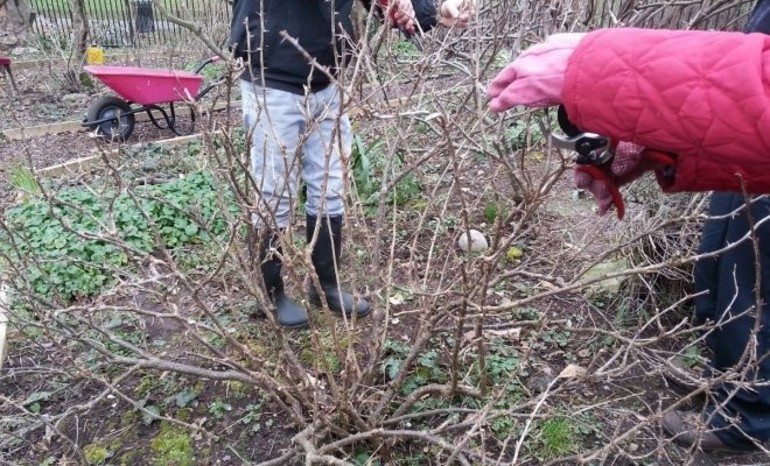 Chăm sóc cây bụi vào mùa thu