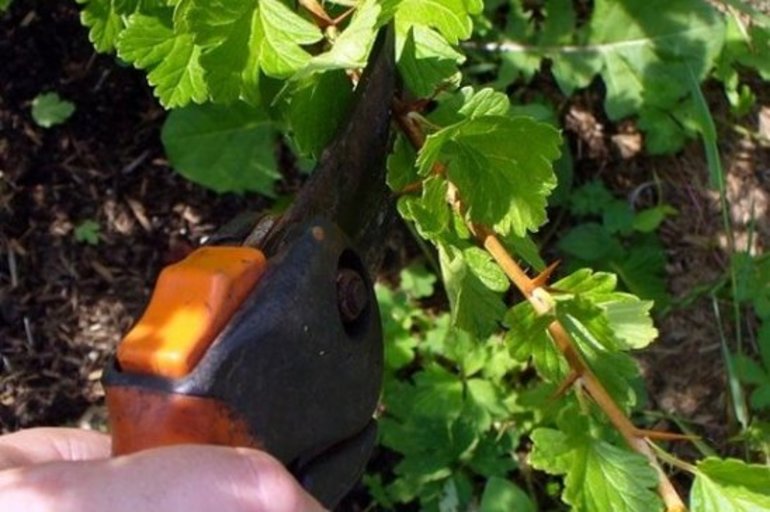 Quy tắc cắt tỉa của ngỗng