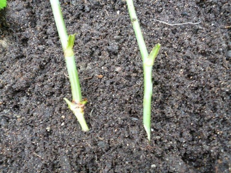 Ưu điểm của giâm cành mùa thu