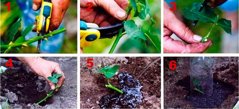 Thuật toán giâm cành từng bước