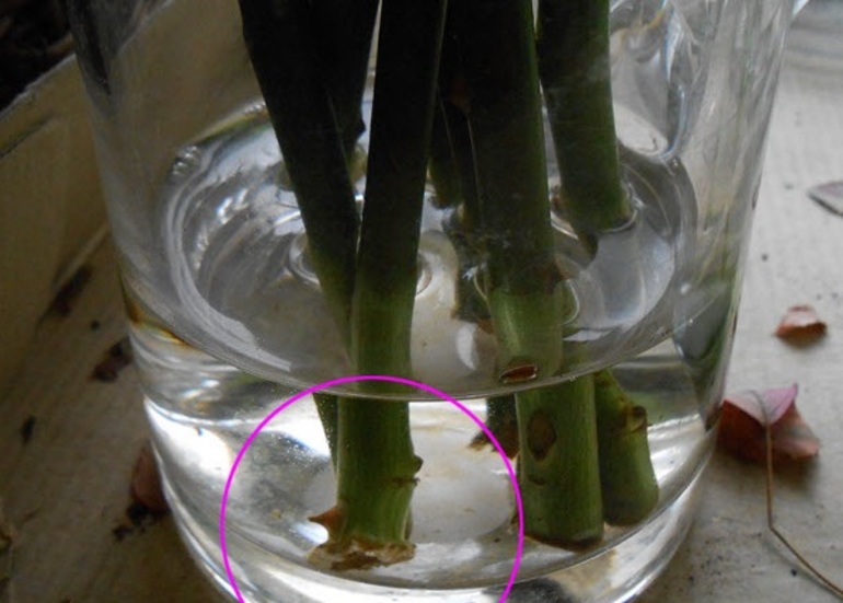 Phương pháp nhân giống hoa hồng bằng cành giâm vào mùa thu