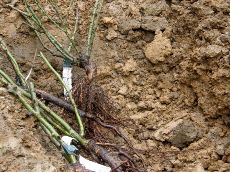 Bảo quản mùa đông của cành hoa hồng