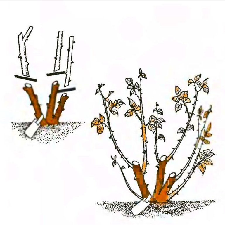 Cách tỉa hoa hồng cho mùa đông