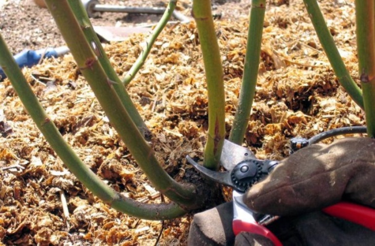 Cách tỉa hoa hồng cho mùa đông