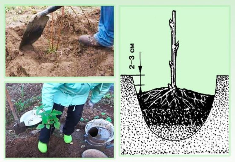  kaip pasodinti avietes rudenį