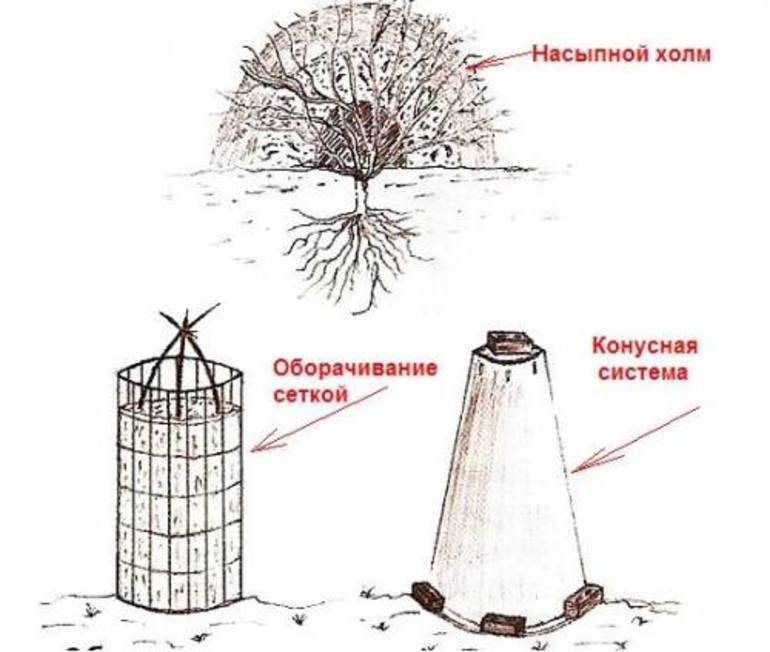 איך להסתיר ורדים לחורף בפרברים