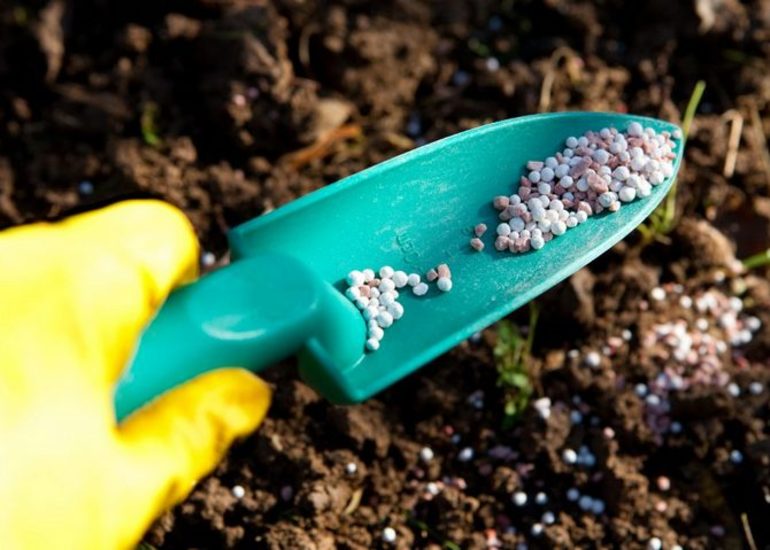 מקלט ורדים מטפסים לחורף בפרברים