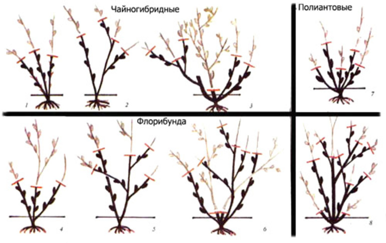 דרכים לגיזום ורדים