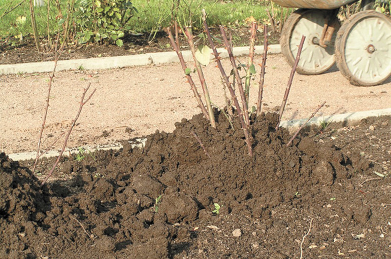 ורדים ורדים
