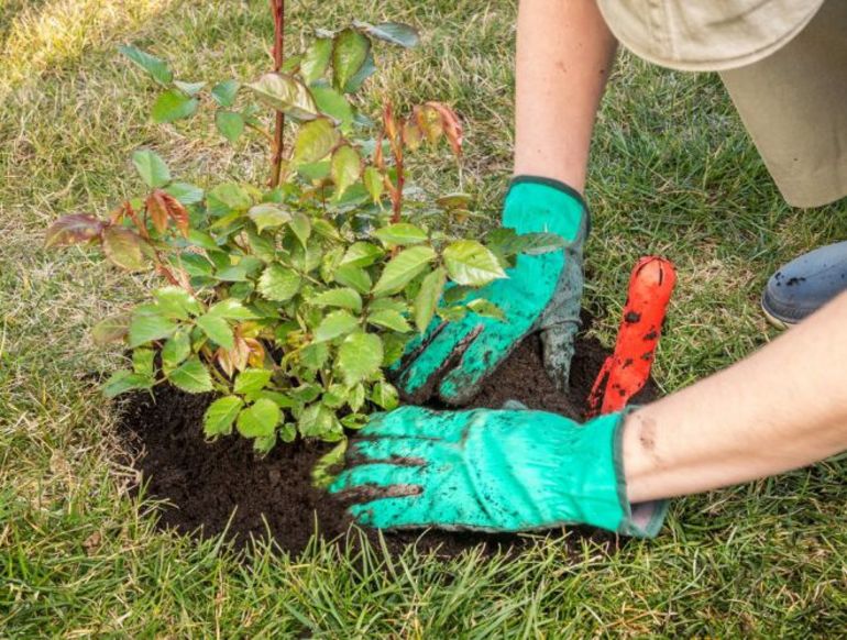 Приготвяне на рози за зимата