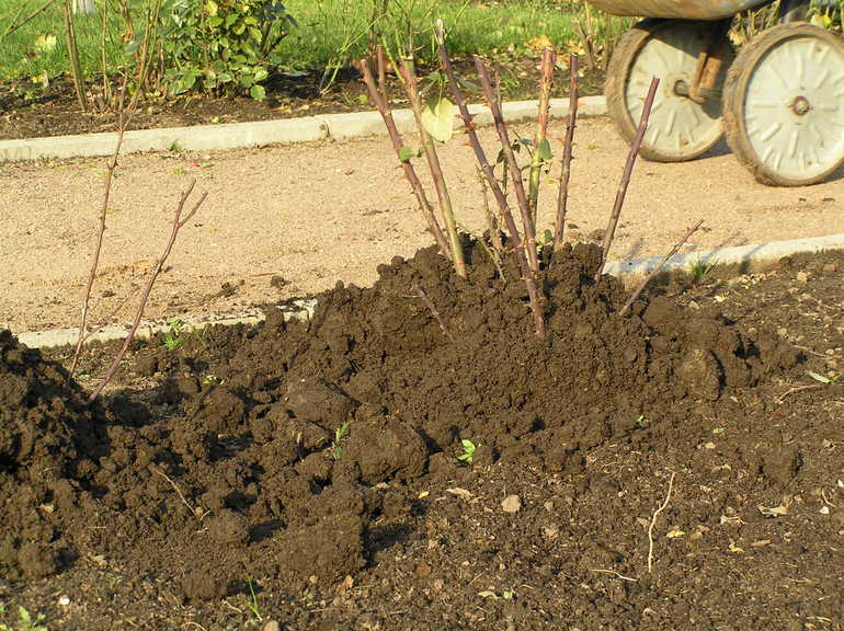 Подготовка на рози за зима в Украйна