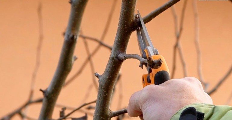 Есенна резитба круши