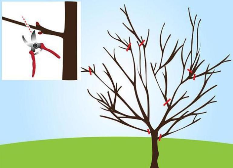 Подрязване на череши