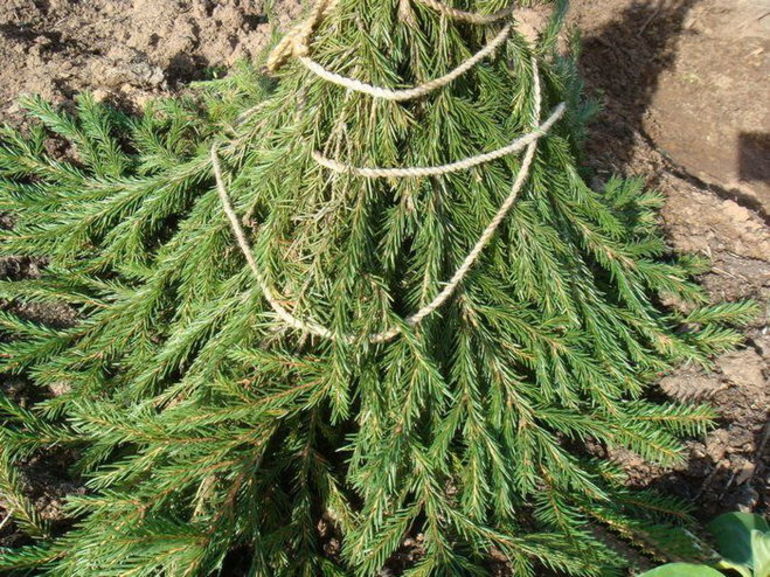 Tradicinis surišimas