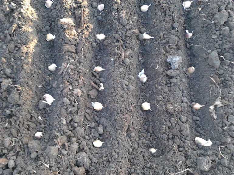 Изискването за засаждане и отглеждане на чесън