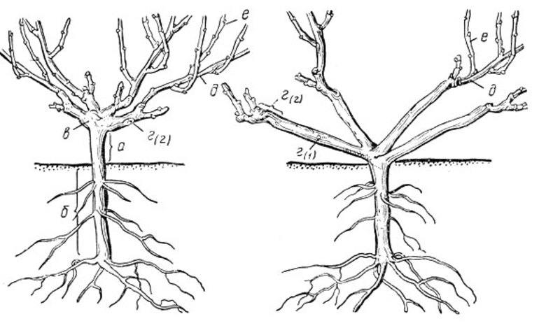 Части от грозде