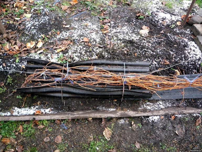 כיצד לכסות ענבים לחורף