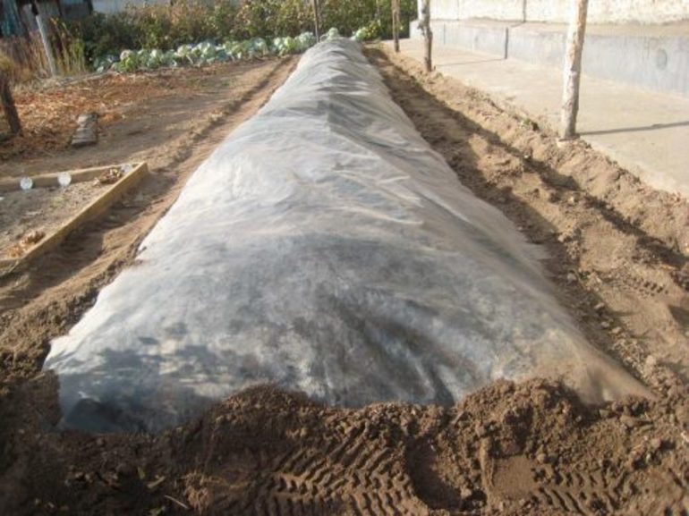 כיצד לכסות ענבים