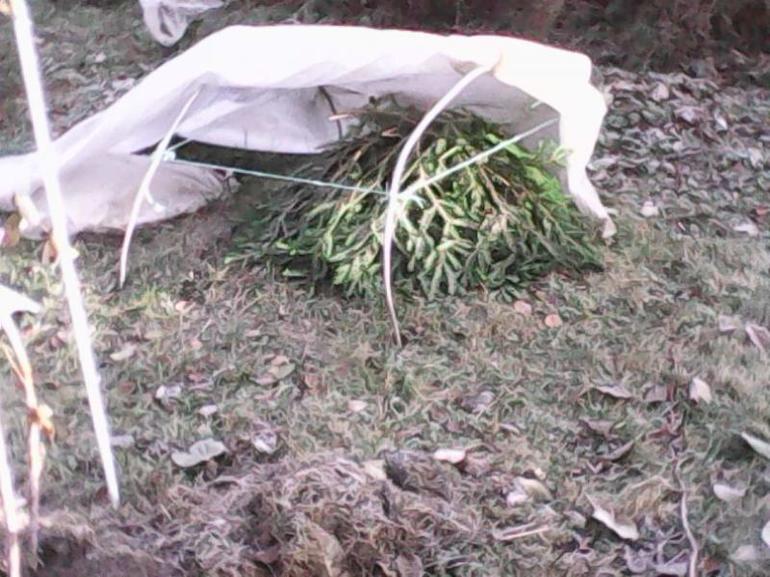 Приют за игли от рози