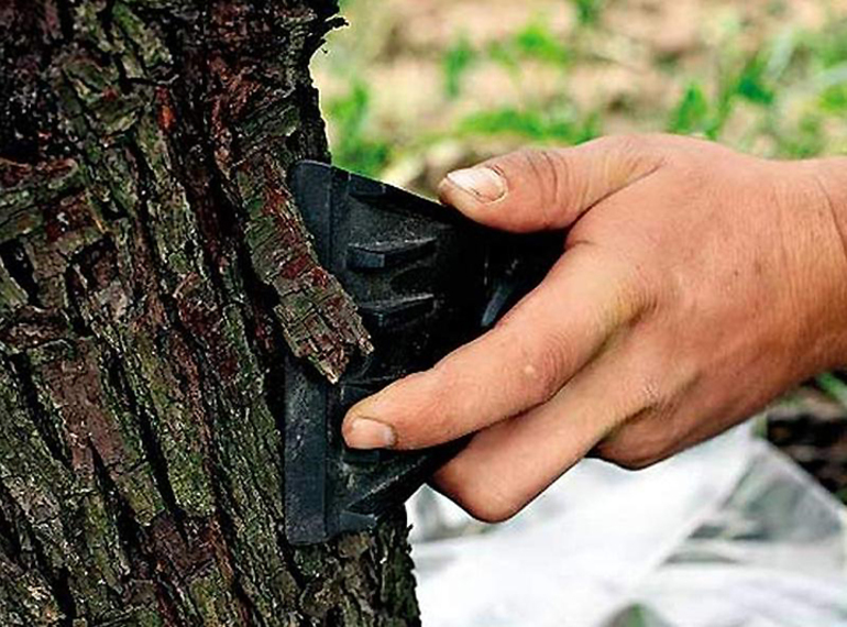  גיזום גזעי עץ פרי