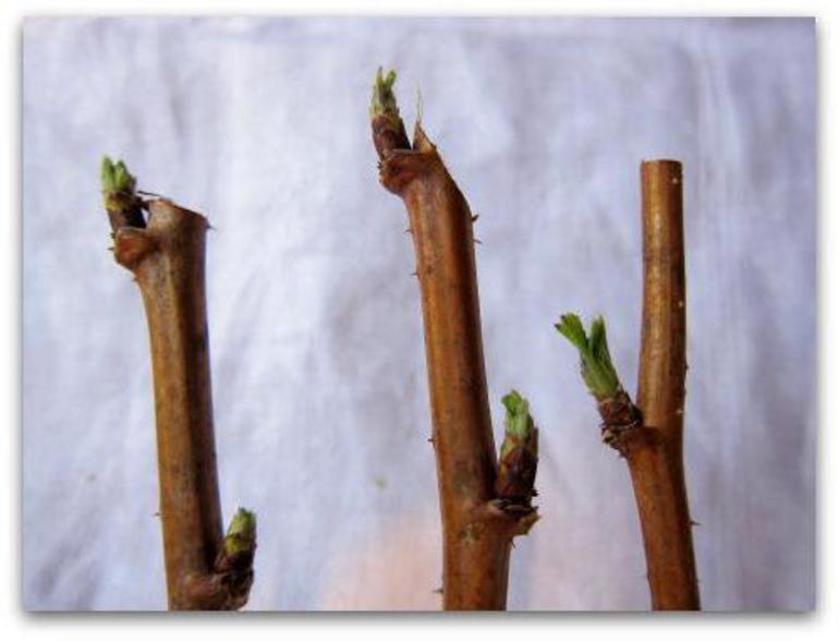 Raudonųjų aviečių dauginimas