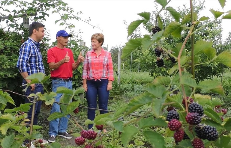 Gervuogių priežiūros patarimai