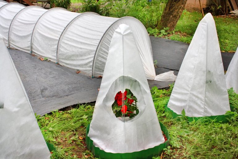 Recobriment d'hivern per a plantes