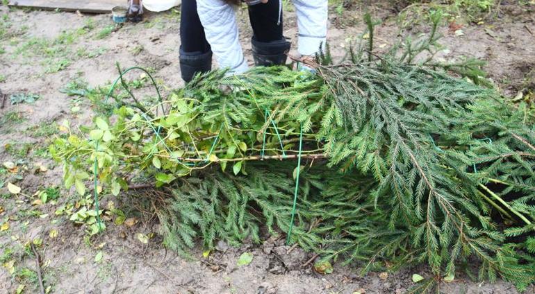 Abric de plantes amb branques d’avet