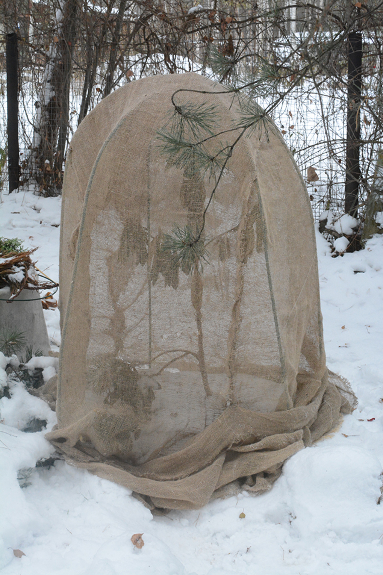 Arpillera per aixoplugar una planta
