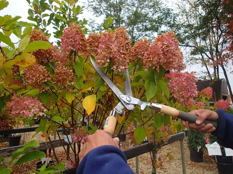 Snoeien hortensia in paniek in de herfst
