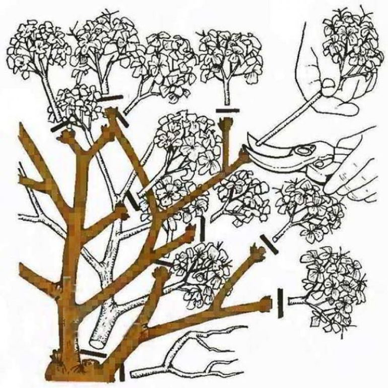 Herfsthortensia snoeien voor beginners