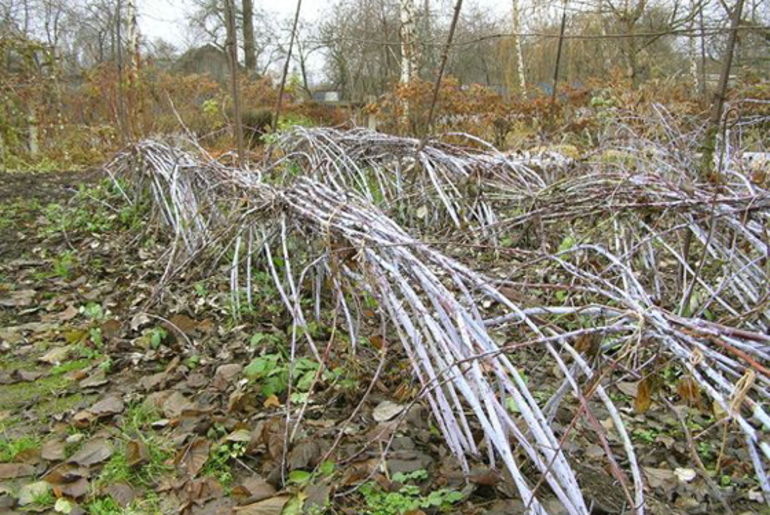 Moet ik reparatieframbozen meenemen voor de winter