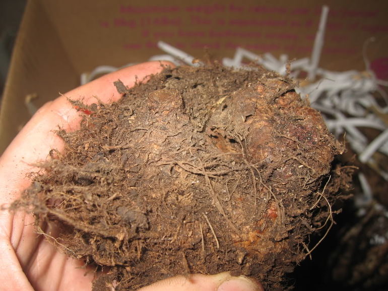 Зимни грижи за Бегония